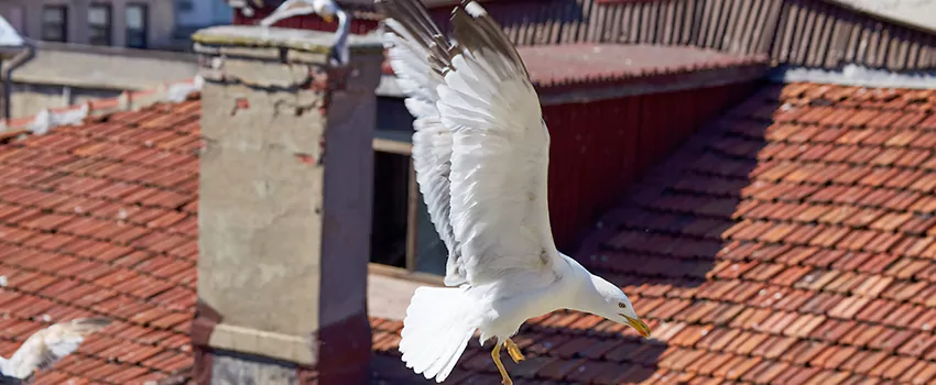 Residential Chimney Animal Removal Solution in Glendale, CA